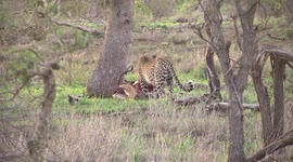A female Leopard eating her Impala kill – rear view