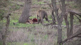 Female Hyaena eating an Impala stolen from a Leopard