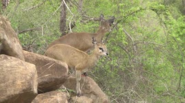 A Klipspringer antelope pair standing on stiletto hoofs