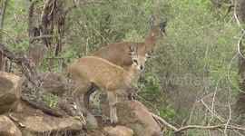 This Klipspringer antelope male is being bothered by flies