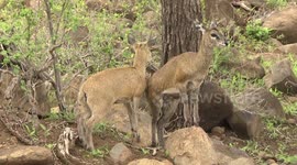A Klipspringer antelope female grooming herself