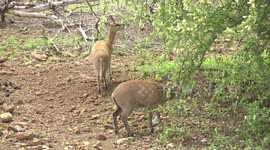 A Klipspringer antelope pair browsing on raisin bush
