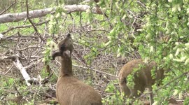 A Klipspringer antelope pair browsing on raisin bush – closer view