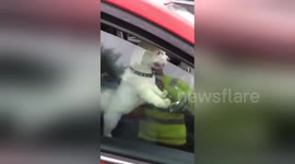 Dog honks horn after owner takes too long at McDonald's