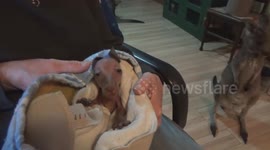 Little Forest, one of the lucky joeys