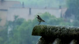 Bird - Short Video- for text