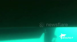 Great White Shark Surprise!!