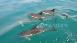 Newsflare Edit - Playful pod of dolphins swim alongside boat off Cornish coast
