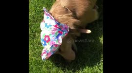 Daisy enjoying a birthday treat wearing her summer hat