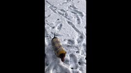 Rescue sausage dog sees snow for the first time