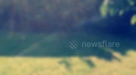 Hilarious expression of unimpressed cat as drone flies past it's nose.