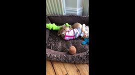 Honeysuckle’s 1st birthday