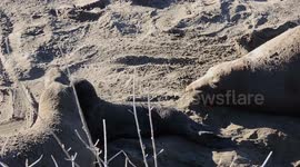Cranky elephant seal mom biting and pulling another pup by his tail