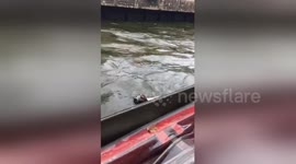 Moment drowning dog rescued from canal by passing ferry boat