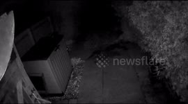 Fox Weeing On CCTV