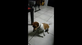 Dog gets Excited to play and bumps head against table