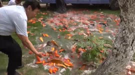 Hundreds of Japanese koi carp spill out onto university lawn