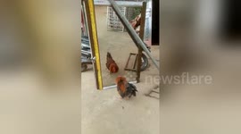 Angry rooster fights with its own reflection