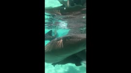 Compass Cay, Exuma Bahamas