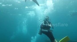 Newsflare Edit - Sea lion toys with scuba diver off Mexico coast