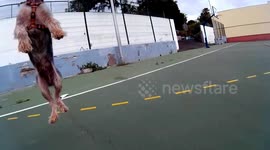 Slow-mo footage captures a leaping dog