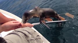 Injured sea lion pup desperate for help jumps onto boat in California