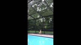 German Shepherd vs Squirrel: Mind games with a sadistic genius.