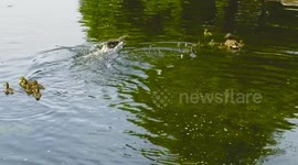 Mom duck separates her ducklings from other mother's ducklings