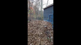 Baxter and Koda playing hide and seek