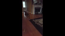 Baxter the Boxer taking a bath