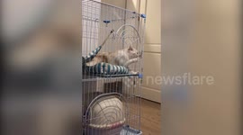 Guilty cat spotted by owner trying to break out of cage
