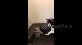 Protective cat punches husky trying to provoke her kitten