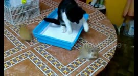 Hamster and cat ❤