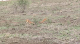 A really rare sight - Steenbok antelope males fighting