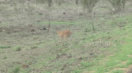 A Steenbok antelope male limping away after losing a fight
