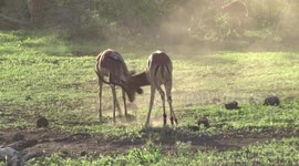 Impala males fighting for dominance and kicking up dust