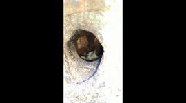 Squeaky woodpecker chicks inside their nest
