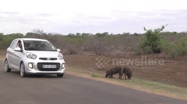 People in car watching Warthogs grazing on road verge