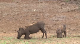 Hungry pigs! Young male Warthogs grazing on their knees