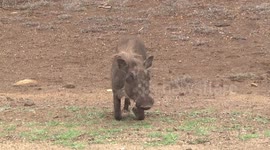 One hungry pig! A young male Warthogs grazing on his knees – front-on view