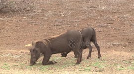 Hungry pigs! Young male Warthogs grazing on their knees – side-on view