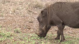 Look at her formidable tusks! A Warthog sow grazing on the road verge