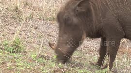 Look at her formidable tusks! A Warthog sow grazing on the road verge – close view