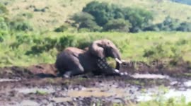 Just another boring day in Africa on Safari!