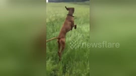 Excited dog jumps around field like kangaroo