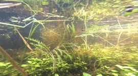 Walk in the Wetlands