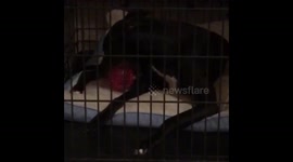 Rescue greyhound gets first toy in his life
