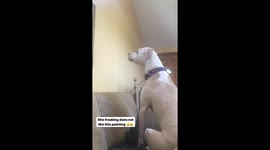 Emmy the dog art critic