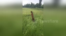 Excited dog jumps around field like kangaroo