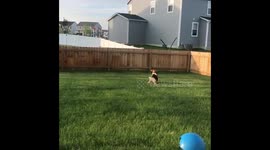 Corgi Playing Fetch in Slow-mo
